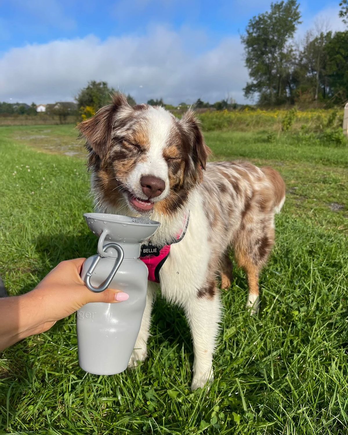 Portable pet bottles for walks and everyday travel