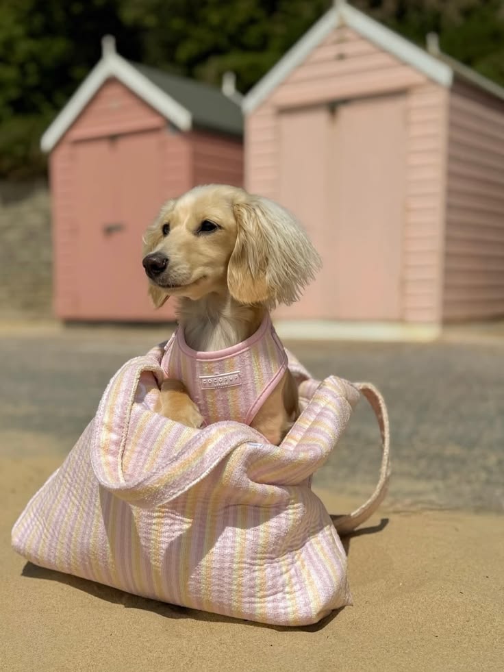 Travel pet backpacks for comfortable everyday outings