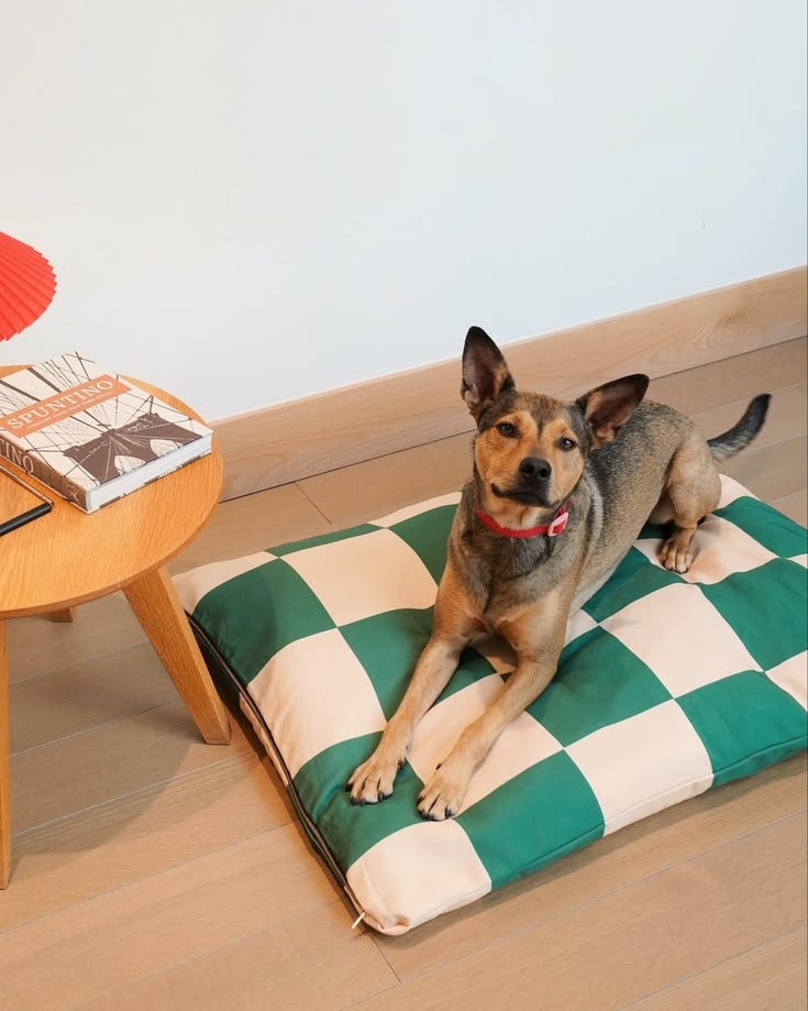 Comfortable dog beds for everyday rest