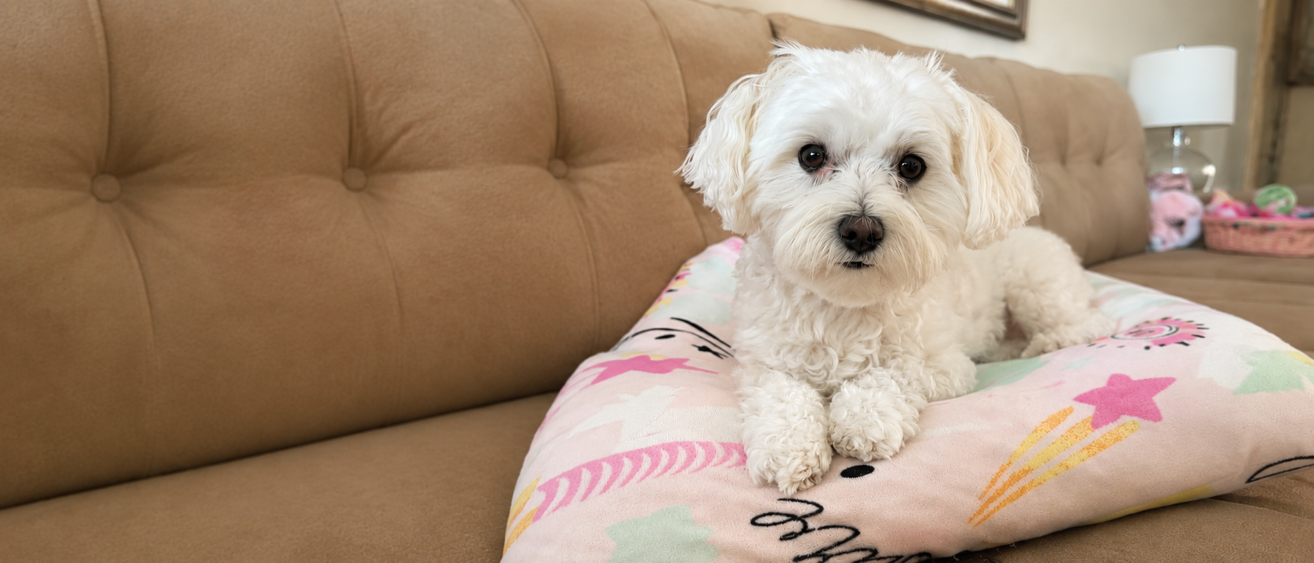Thoughtful pet essentials designed for comfortable everyday living